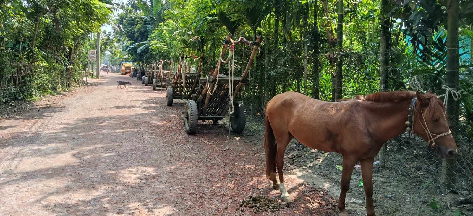 লালমনিরহাটে কৃষি পণ্য পরিবহনে ঘোড়ার গাড়ির কদর দিন দিন বাড়ছে