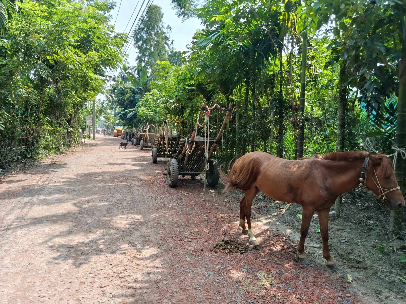 লালমনিরহাটে কৃষি পণ্য পরিবহনে ঘোড়ার গাড়ির কদর দিন দিন বাড়ছে