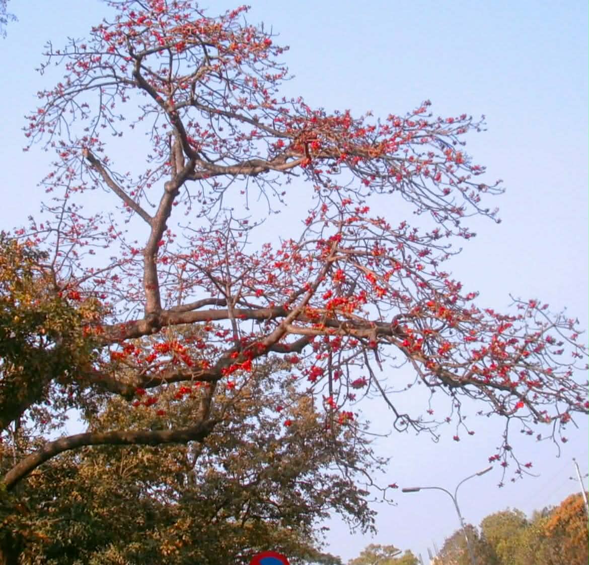 কাউনিয়ায় ঋতুরাজ বসন্তের আগমনে শুরুতেই ফোটে শিমুল ফুল