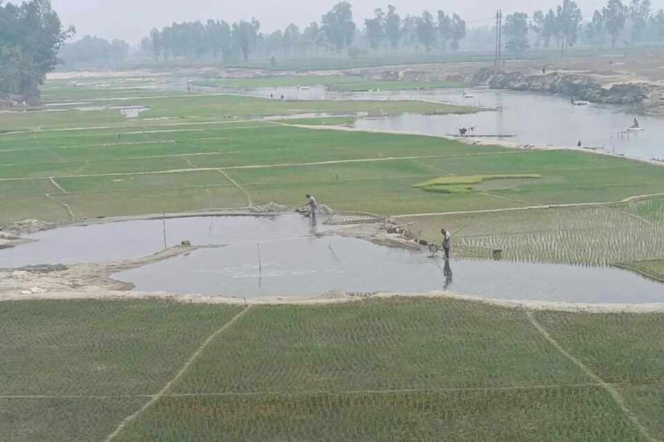 পঞ্চগড়ে নদ-নদীতে বেড়েছে বোরোর আবাদ, কিটনাশকে ধংস জীববৈচিত্র