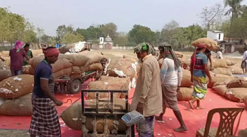 দৌলতপুরে তুলা চাষে সাফল্য, দাম নিয়ে চাষীদের অসন্তোষ