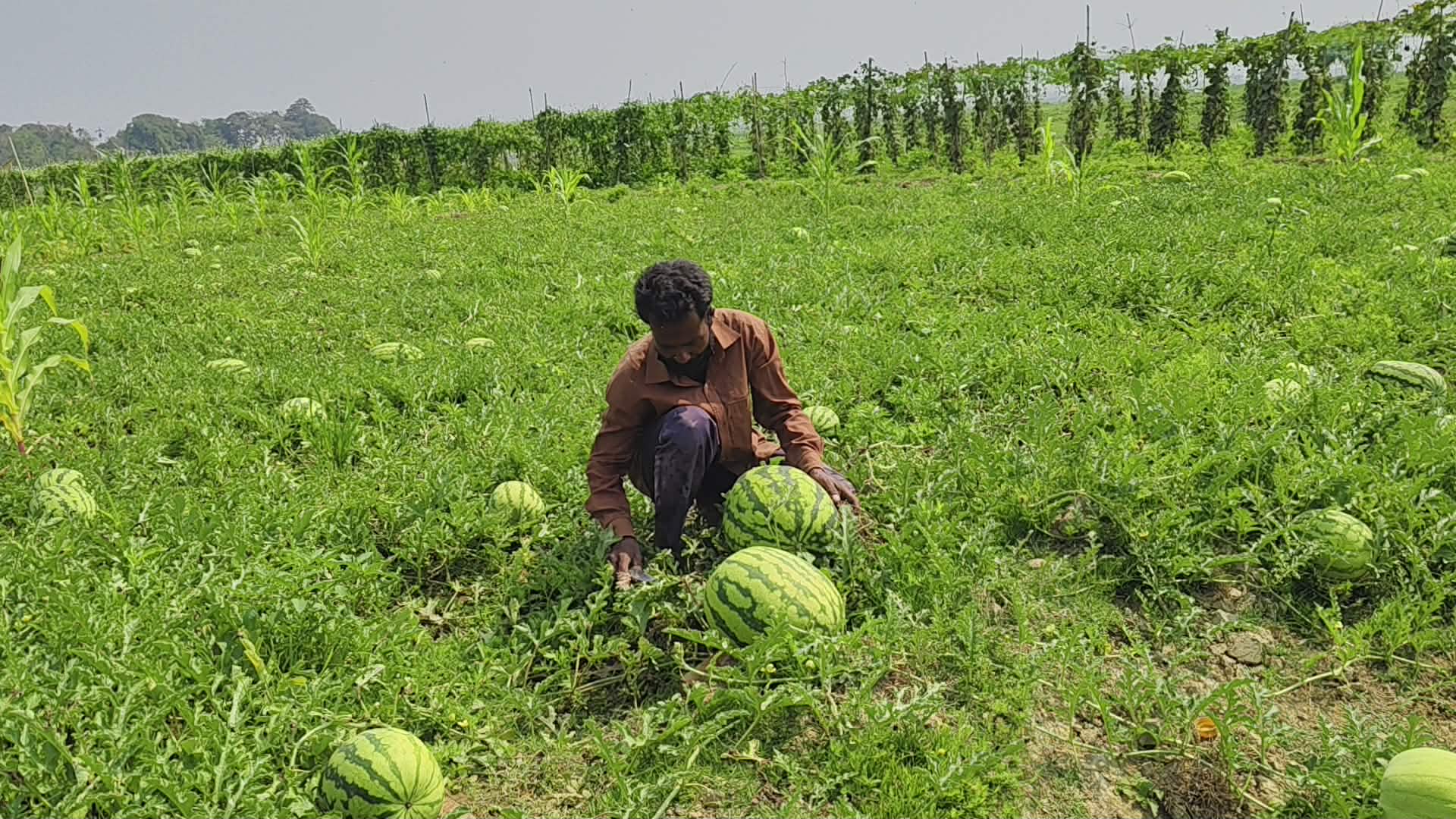 বাঘাইছড়িতে ভালো ফলন তবুও শঙ্কায় তরমুজ চাষিরা