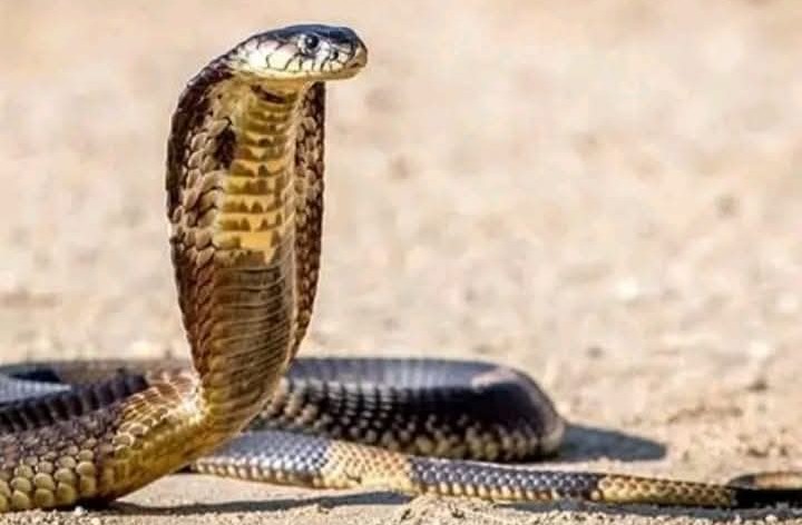 রাজবাড়ীতে সাপের কামড়ে শিশুর মৃ-ত্যু