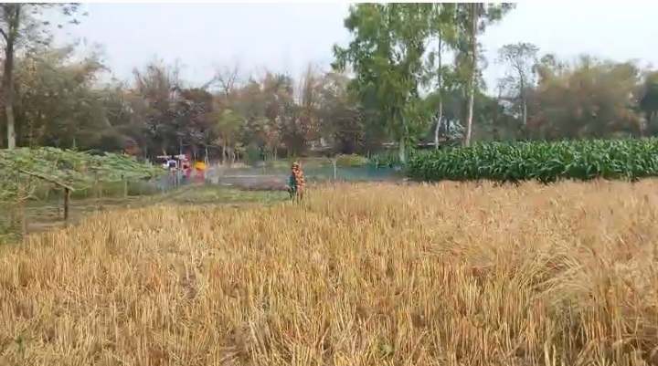 হরিপুরে চাচার জমি দখলের চেষ্টায় ভাতিজা