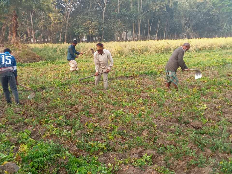 আত্রাইয়ে আলুর বাম্পার ফলন, দাম কমে কৃষকের মুখে হাসি-দুশ্চিন্তা দুটোই