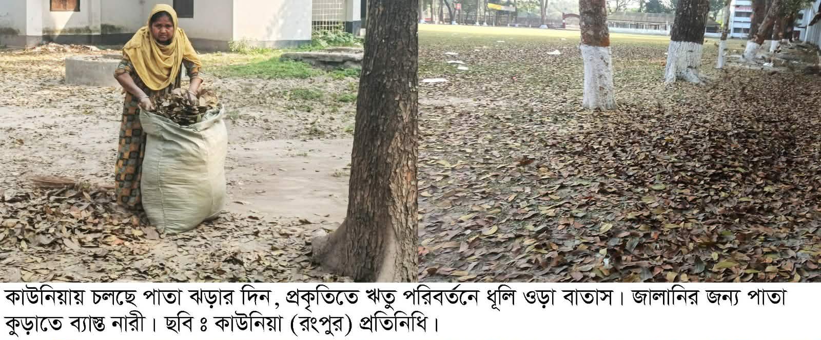 কাউনিয়ায় ঝরা পাতার দিন গুলো গাছে আসবে আবার নতুন পাতা