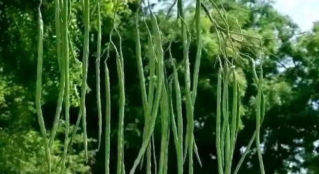 সজিনার বহুরুপি গুণ