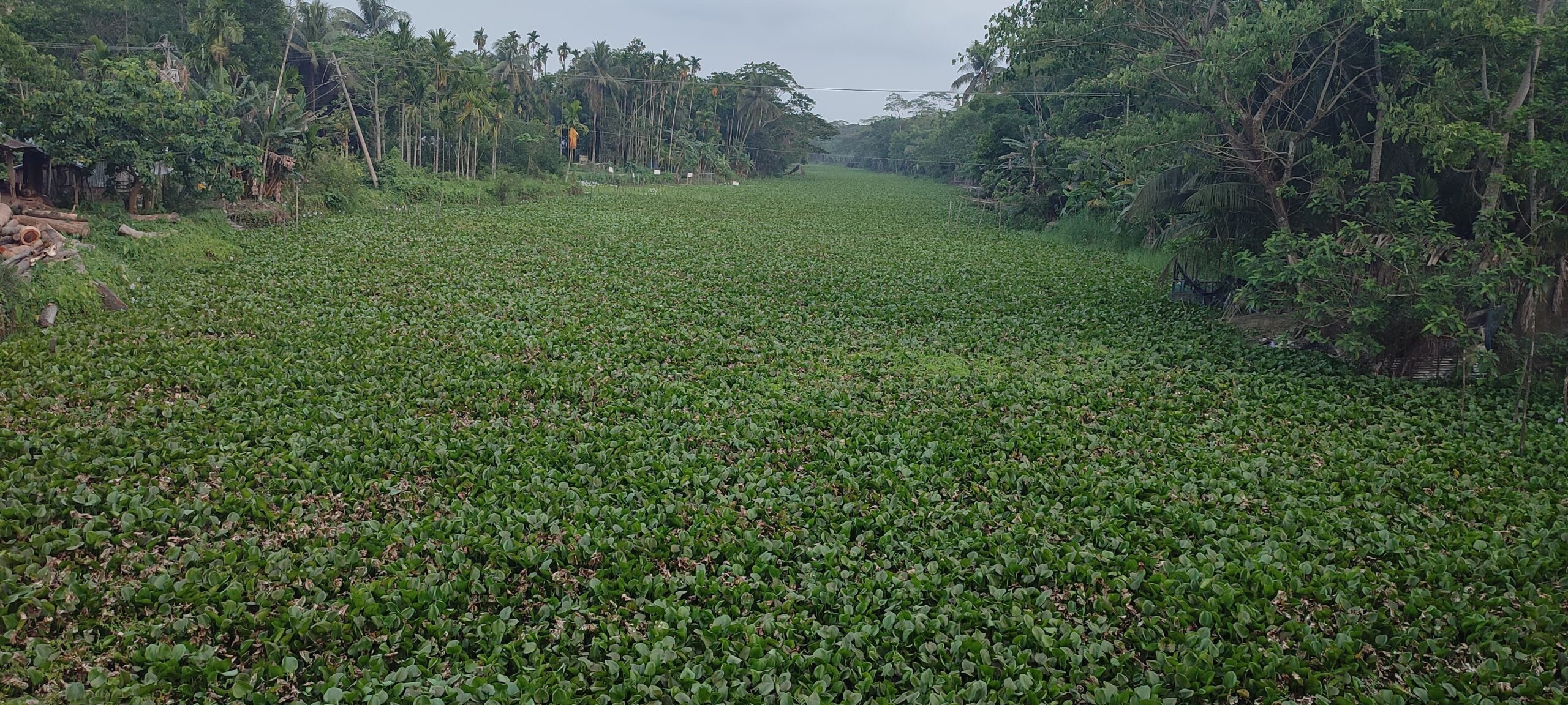 ভান্ডারিয়ায় বায়নের খাল কচুরিপানায় ভরাট, ৪০ হাজার পরিবার পানি সংকটে; বাড়ছে রোগব্যাধি