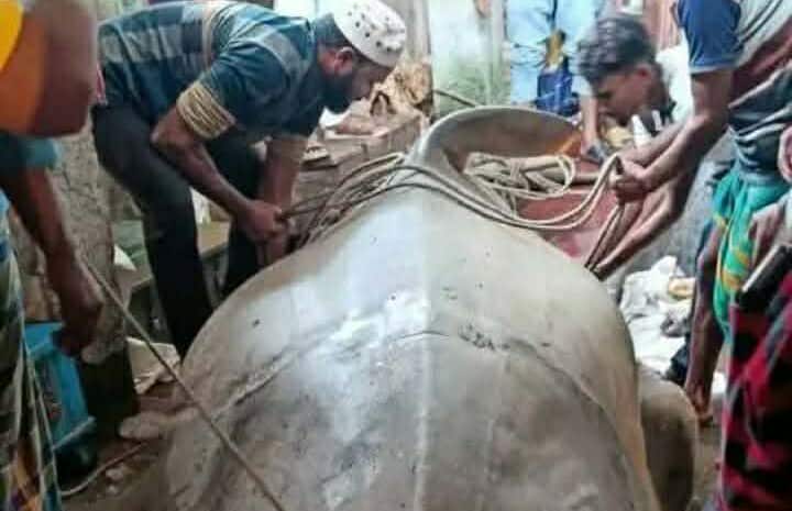 কাঠালিয়ায় আড়াই লাখ টাকায় বিক্রি হলো ২৫ মন ওজনের দানব মাছ