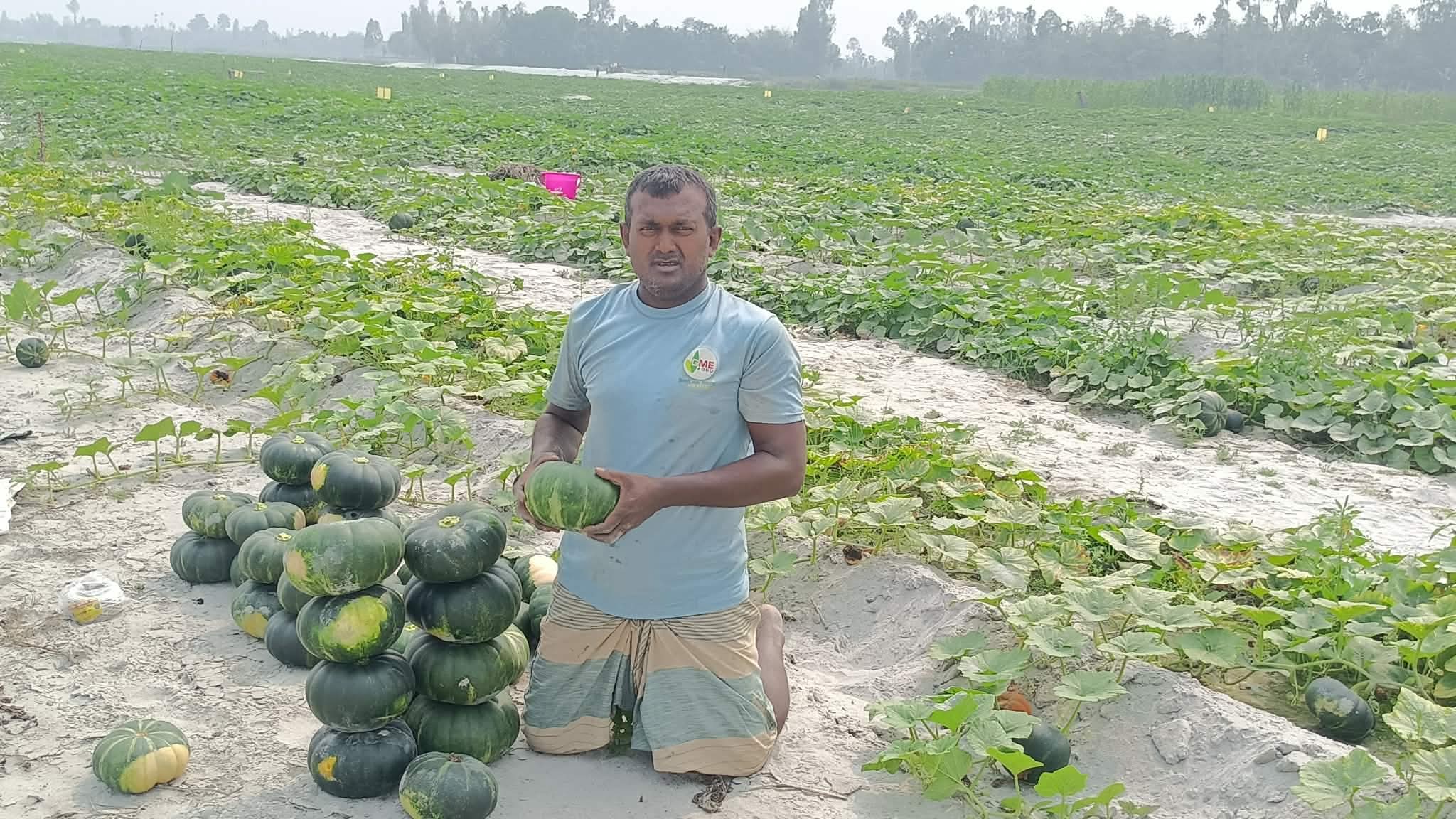কাউনিয়ায় তিস্তার চরে মিষ্টি কুমড়ার ভালো ফলনে চাষীরা খুশি