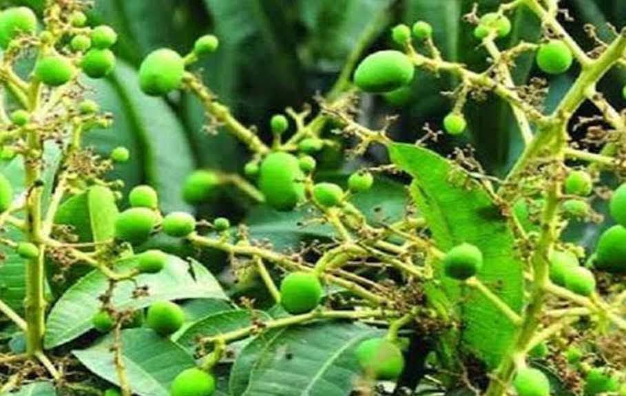 আত্রাইয়ে আম বাগানে গুটি দৃশ্যমান, ভালো ফলনের আশায় ব্যস্ত চাষিরা